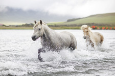 Iceland-Northern Tours-Northern Exposure Lake Myvatn